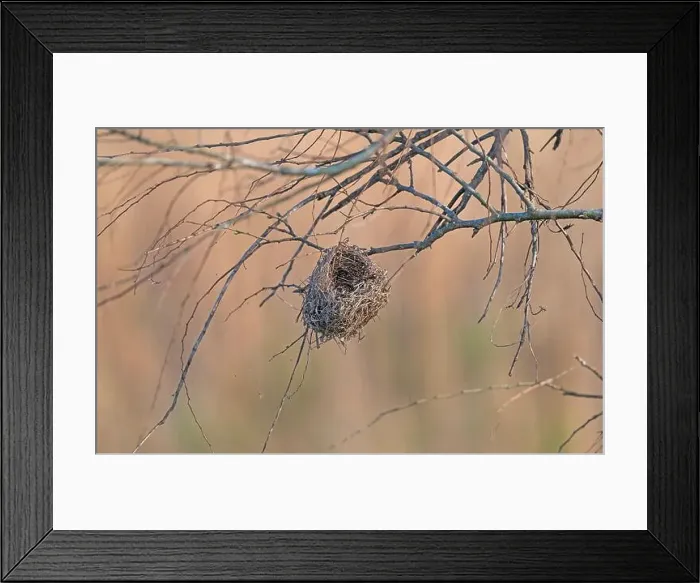 Framed Print : Bird Nest Hanging in a Tree in the Cameron Prairie National Wildlife Refuge in louisiana Framed Print : Bird Nest Hanging in a Tree in the Cameron Prairie National Wildlife Refuge in louisiana