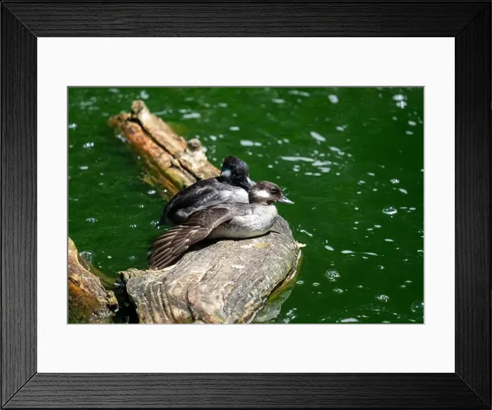 Framed Print : Woodland Park Zoo, Seattle, WA. Two bufflehead ducks sitting on a log Framed Print : Woodland Park Zoo, Seattle, WA. Two bufflehead ducks sitting on a log