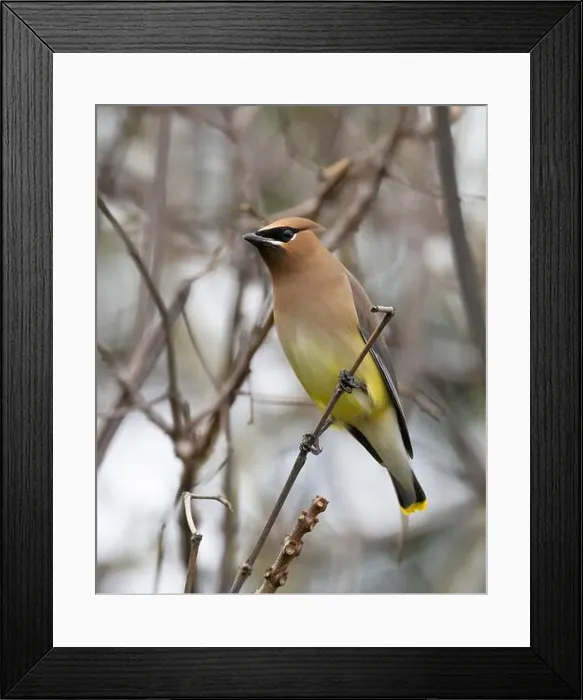 Framed Print : Cedar Waxwing, (Bombycilla cedrorum) Sacramento County California USA Framed Print : Cedar Waxwing, (Bombycilla cedrorum) Sacramento County California USA