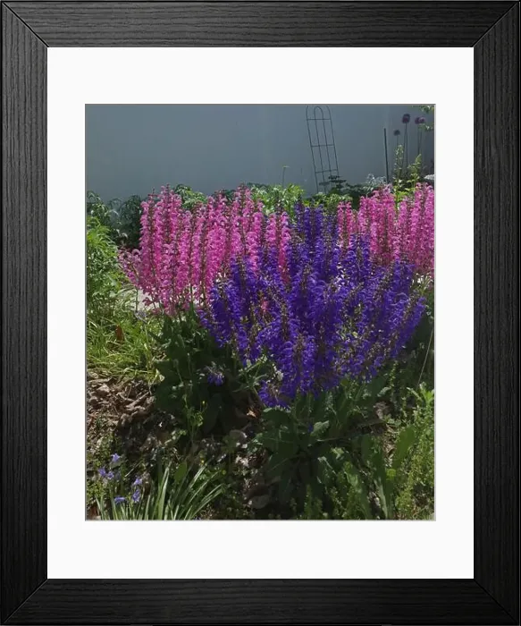Framed Print : Groups of Pink Moulin Rouge and Purple Evening Attire Salvia flowers Framed Print : Groups of Pink Moulin Rouge and Purple Evening Attire Salvia flowers
