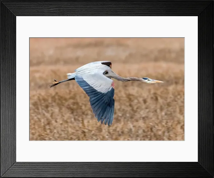 Framed Print : Great Blue Heron flying over Alviso. Alviso Marina County Park, Santa Clara County, California, USA Framed Print : Great Blue Heron flying over Alviso. Alviso Marina County Park, Santa Clara County, California, USA