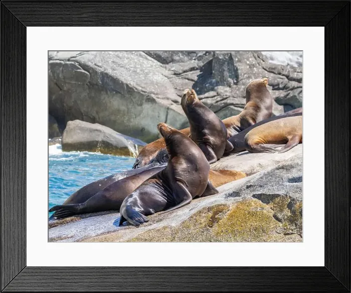 Framed Print : California sea lions (Zalophus californianus) Framed Print : California sea lions (Zalophus californianus)