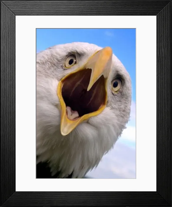 Framed Print : Bald eagle (Haliaeetus leucocephalus) calling Framed Print : Bald eagle (Haliaeetus leucocephalus) calling
