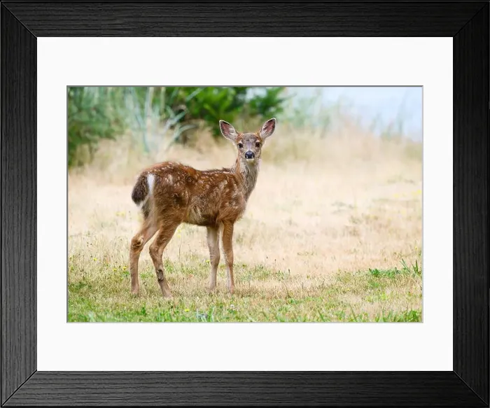 Framed Print : Wild black tailed deer fawn Odocoileus hemionous with face and ears raised Framed Print : Wild black tailed deer fawn Odocoileus hemionous with face and ears raised