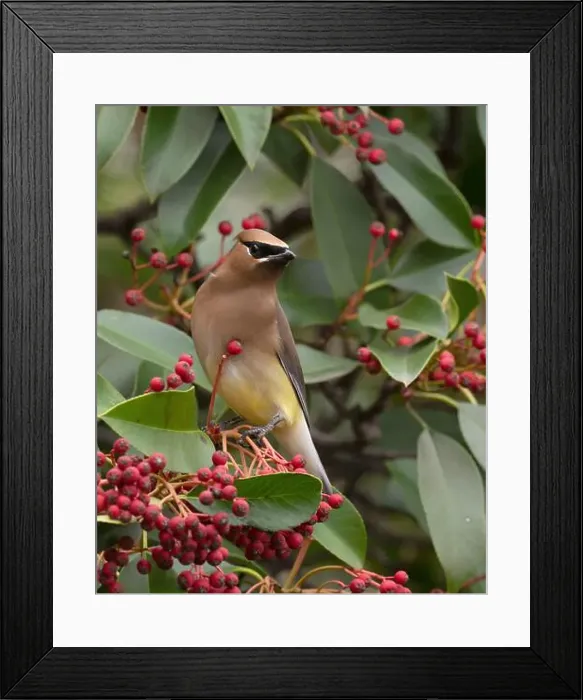 Framed Print : Cedar Waxwing, (Bombycilla cedrorum) Sacramento County California USA Framed Print : Cedar Waxwing, (Bombycilla cedrorum) Sacramento County California USA