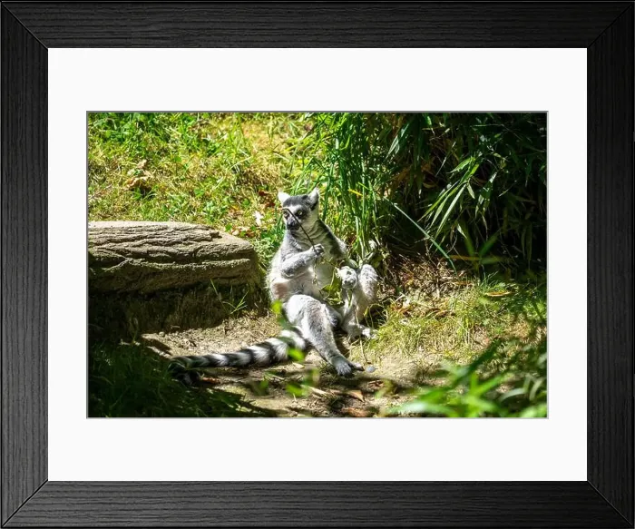 Framed Print : Woodland Park Zoo, Seattle, WA. Ring-tailed Lemur playing with and eating a branch Framed Print : Woodland Park Zoo, Seattle, WA. Ring-tailed Lemur playing with and eating a branch