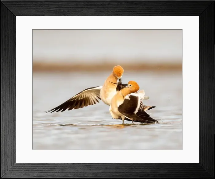 Framed Print : American Avocet (Recurvirostra americana) in breeding plumage in Northern California Framed Print : American Avocet (Recurvirostra americana) in breeding plumage in Northern California