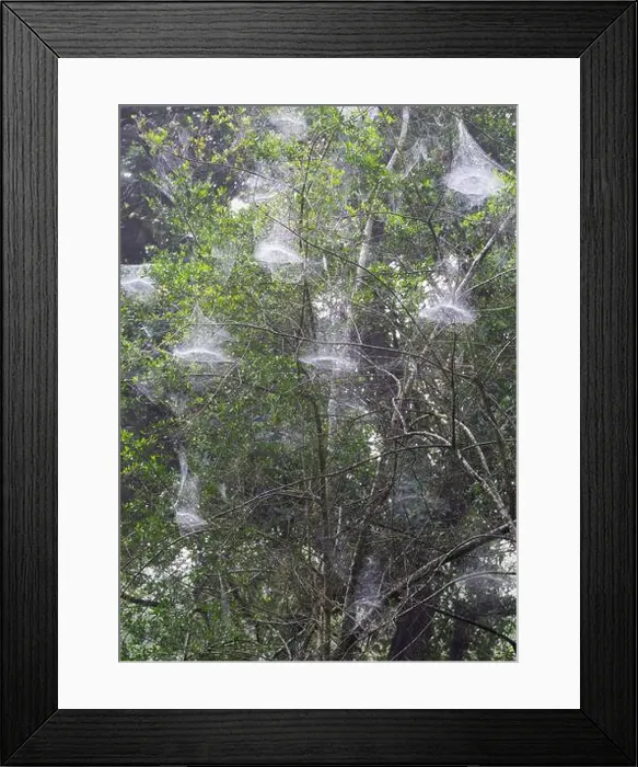 Framed Print : Dome nets of basilica orb-weaver spiders (Mecynogea lemniscata) covered by morning dew Framed Print : Dome nets of basilica orb-weaver spiders (Mecynogea lemniscata) covered by morning dew