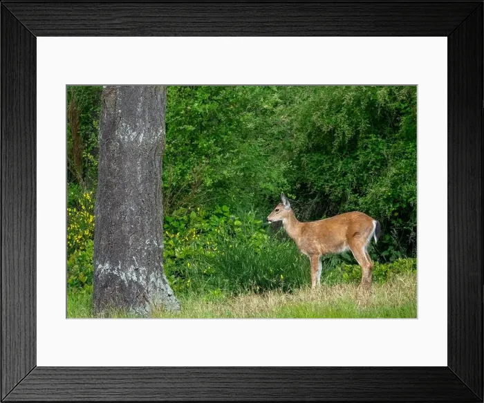 Framed Print : Fort Ebey State Park, Washington, USA. Black-tailed deer doe standing in a meadow near a forest