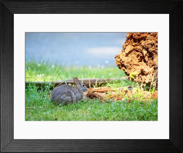 Framed Print : Deception Pass State Park, Washington, USA. Brush Rabbit in North Beach area munching grass Framed Print : Deception Pass State Park, Washington, USA. Brush Rabbit in North Beach area munching grass