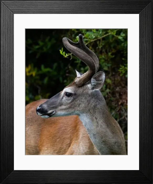 Framed Print : Side portrait view of a whitetail deer Framed Print : Side portrait view of a whitetail deer