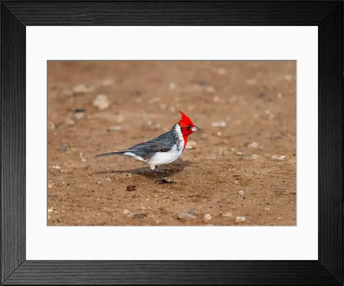 Framed Print : A Red-crested cardinal in Honolulu, Oahu, Hawaii, USA Framed Print : A Red-crested cardinal in Honolulu, Oahu, Hawaii, USA