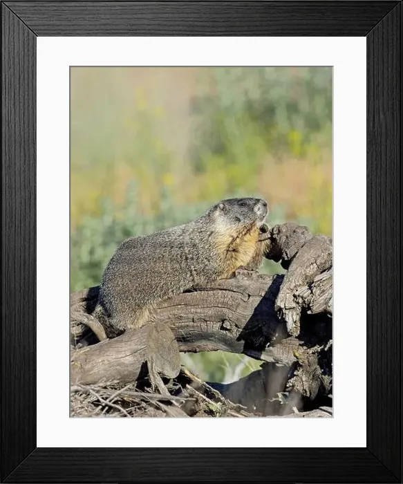 Framed Print : A cute furry yellow-bellied marmot rests on a fallen tree soaking in the sun near Liberty Lake, Washington Framed Print : A cute furry yellow-bellied marmot rests on a fallen tree soaking in the sun near Liberty Lake, Washington