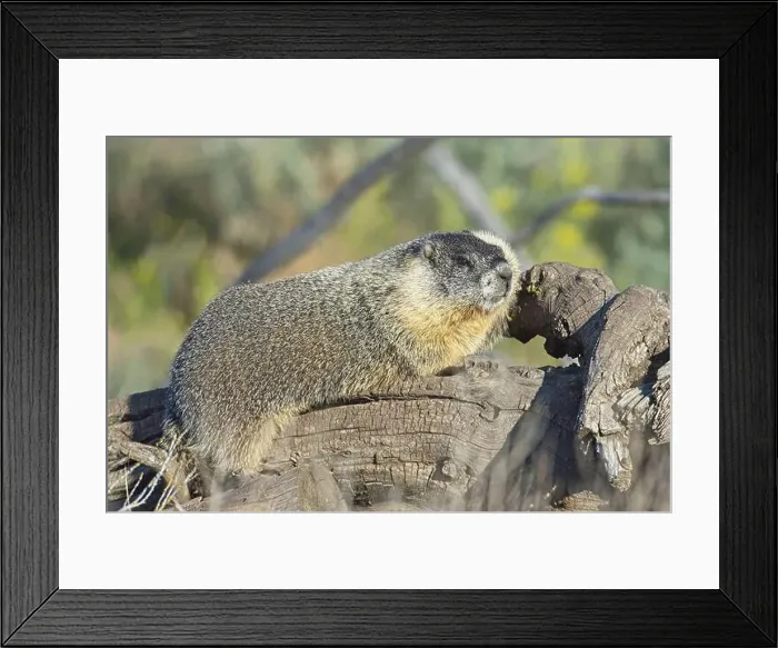 Framed Print : A cute furry yellow-bellied marmot rests on a fallen tree soaking in the sun near Liberty Lake, Washington Framed Print : A cute furry yellow-bellied marmot rests on a fallen tree soaking in the sun near Liberty Lake, Washington