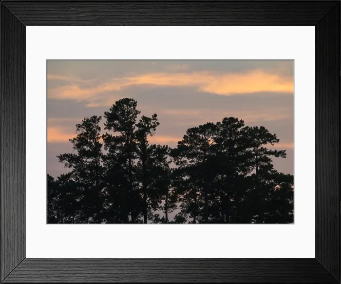 Framed Print : Longleaf pine (Pinus palustris) forest at sunset, North Carolina, United States Framed Print : Longleaf pine (Pinus palustris) forest at sunset, North Carolina, United States
