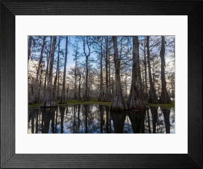 Framed Print : Swamp tour on a boat near Lafayette, Luisiana Framed Print : Swamp tour on a boat near Lafayette, Luisiana