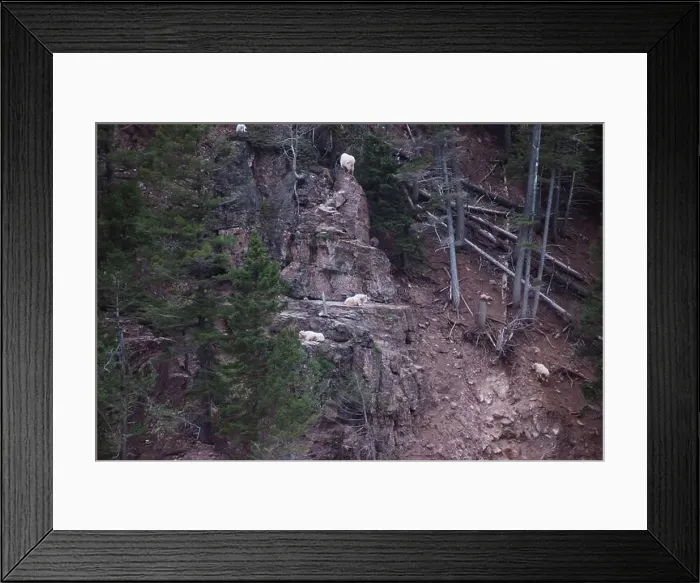 Framed Print : A herd of mountain goats scaling the rocky landscape, in Montana USA Framed Print : A herd of mountain goats scaling the rocky landscape, in Montana USA