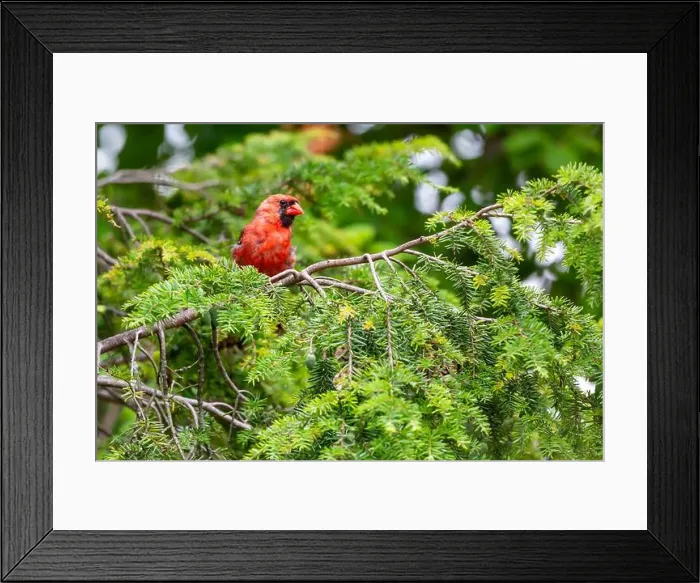Framed Print : A red male northern cardinal perched in an evergreen tree in Northeast Indiana, USA Framed Print : A red male northern cardinal perched in an evergreen tree in Northeast Indiana, USA