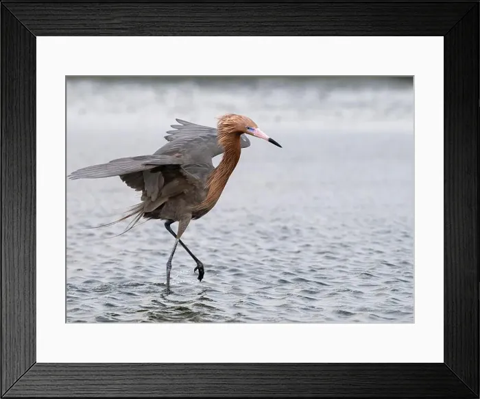 Framed Print : The reddish egret (Egretta rufescens) fishing at wingy weather, Galveston, Texas, USA Framed Print : The reddish egret (Egretta rufescens) fishing at wingy weather, Galveston, Texas, USA