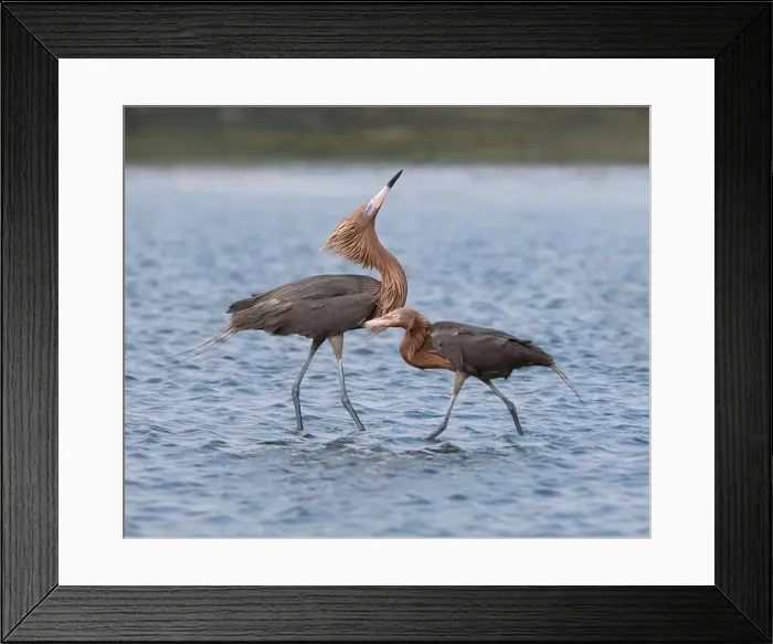 Framed Print : The couple of reddish egret (Egretta rufescens) fishing at wingy weather, Galveston, Texas, USA Framed Print : The couple of reddish egret (Egretta rufescens) fishing at wingy weather, Galveston, Texas, USA