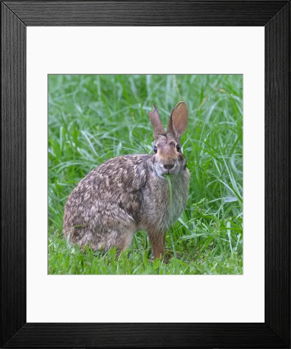 Framed Print : Swamp rabbit (Sylvilagus aquaticus) eating grass, Brazos Bend state park, Needville, Texas, USA Framed Print : Swamp rabbit (Sylvilagus aquaticus) eating grass, Brazos Bend state park, Needville, Texas, USA