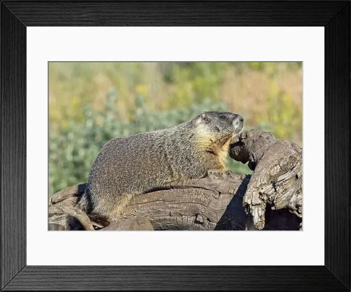 Framed Print : A cute furry yellow-bellied marmot rests on a fallen tree soaking in the sun near Liberty Lake, Washington Framed Print : A cute furry yellow-bellied marmot rests on a fallen tree soaking in the sun near Liberty Lake, Washington