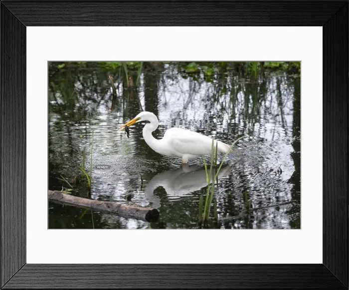Framed Print : Great white egret (Ardea alba) caught a crawfish at Brazos Bend State Park, Texas, USA Framed Print : Great white egret (Ardea alba) caught a crawfish at Brazos Bend State Park, Texas, USA