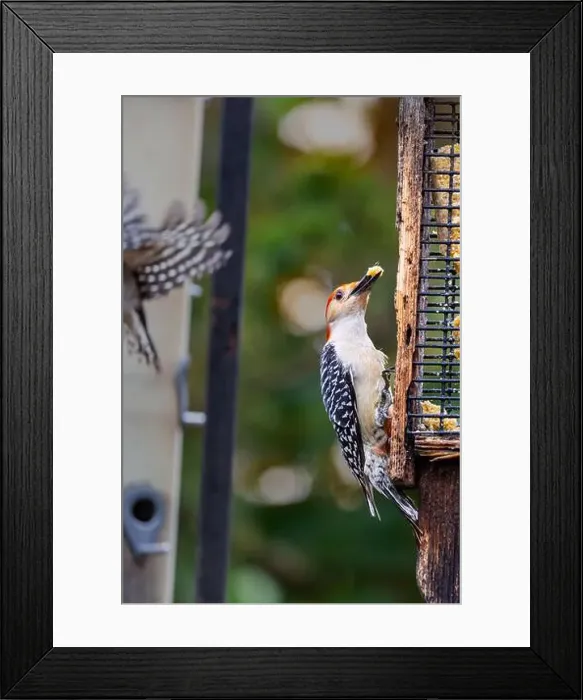 Framed Print : A red-bellied woodpecker with a piece of suet in his beak hangs on the side of a birdfeeder in Northeast Indiana, USA Framed Print : A red-bellied woodpecker with a piece of suet in his beak hangs on the side of a birdfeeder in Northeast Indiana, USA