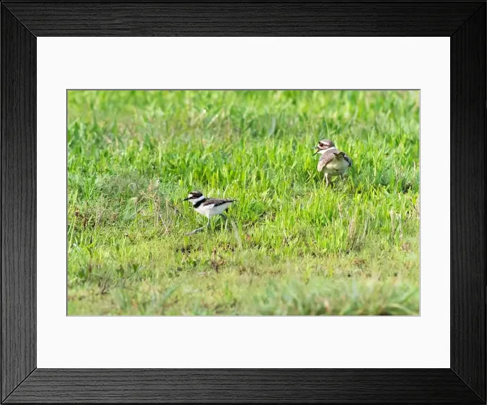 Framed Print : Downy young killdeer (Chardarius vociferus) with its parent in the grass, Texas, USA Framed Print : Downy young killdeer (Chardarius vociferus) with its parent in the grass, Texas, USA