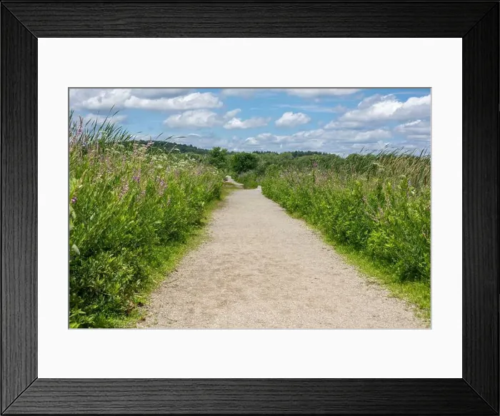 Framed Print : A wide gravel path cuts through greenery in the Great Meadows National Wildlife Refuge in Concord, Massachusetts, USA Framed Print : A wide gravel path cuts through greenery in the Great Meadows National Wildlife Refuge in Concord, Massachusetts, USA