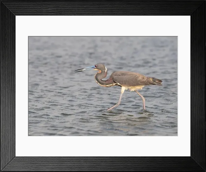 Framed Print : The tricolored heron (Egretta tricolor) fishing in the Galveston Bay, Galveston, Texas, USA Framed Print : The tricolored heron (Egretta tricolor) fishing in the Galveston Bay, Galveston, Texas, USA