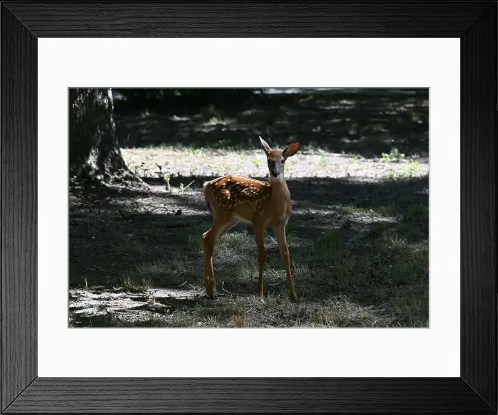Framed Print : Surprised fawn in nature Framed Print : Surprised fawn in nature