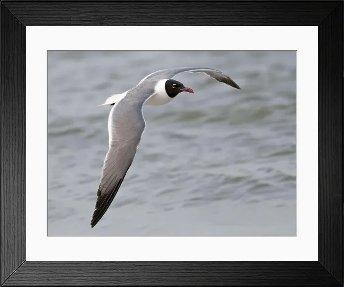 Framed Print : The laughing gull flying over ocean Framed Print : The laughing gull flying over ocean