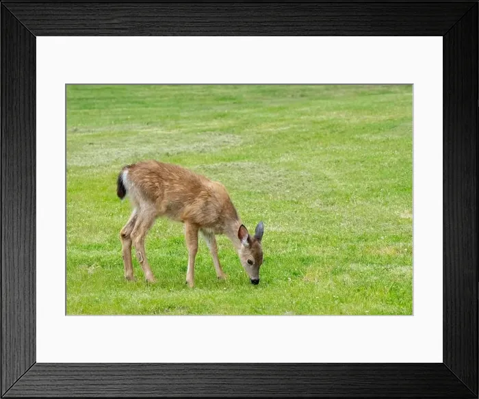 Framed Print : Fort Ebey State Park, Washington, USA. Black-tailed deer doe grazing on grass Framed Print : Fort Ebey State Park, Washington, USA. Black-tailed deer doe grazing on grass