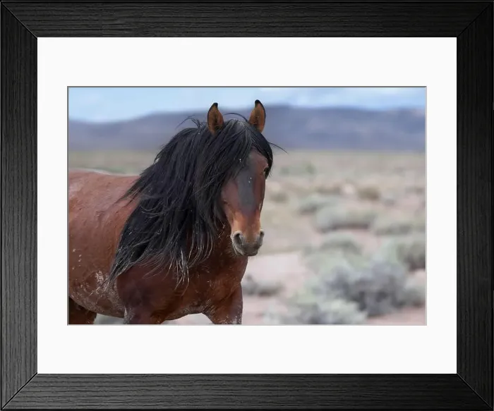 Framed Print : The Onaqui Mountain wild horse herd have a slight to moderate build and and range in colors from sorrel Framed Print : The Onaqui Mountain wild horse herd have a slight to moderate build and and range in colors from sorrel