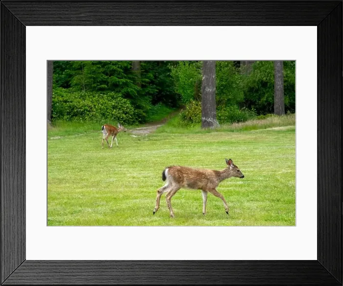 Framed Print : Fort Ebey State Park, Washington, USA. Black-tailed deer doe walking in a meadow in the park Framed Print : Fort Ebey State Park, Washington, USA. Black-tailed deer doe walking in a meadow in the park