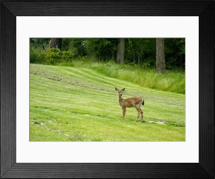 Framed Print : Fort Ebey State Park, Washington, USA. Black-tailed deer doe standing in a meadow near a forest Framed Print : Fort Ebey State Park, Washington, USA. Black-tailed deer doe standing in a meadow near a forest