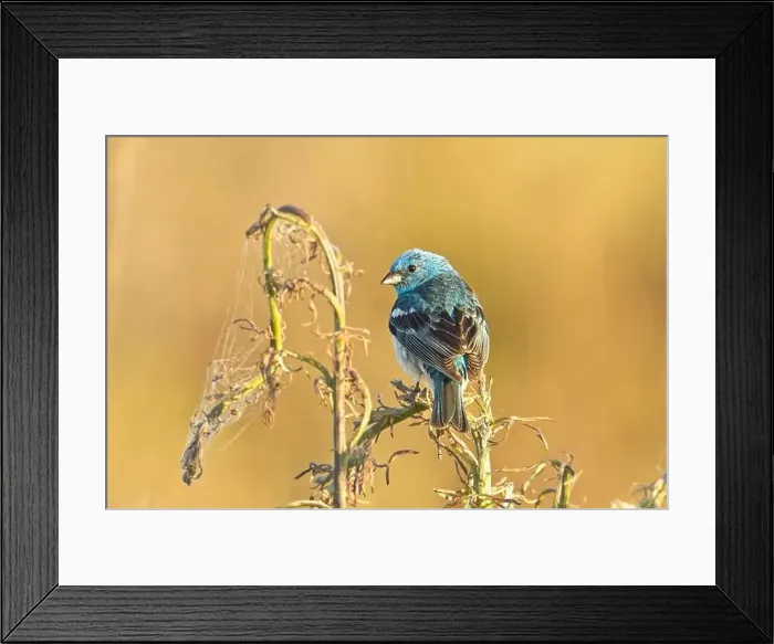 Framed Print : A pretty blue Lazuli Bunting is perched on a plant early in the morning near Liberty Lake, Washington