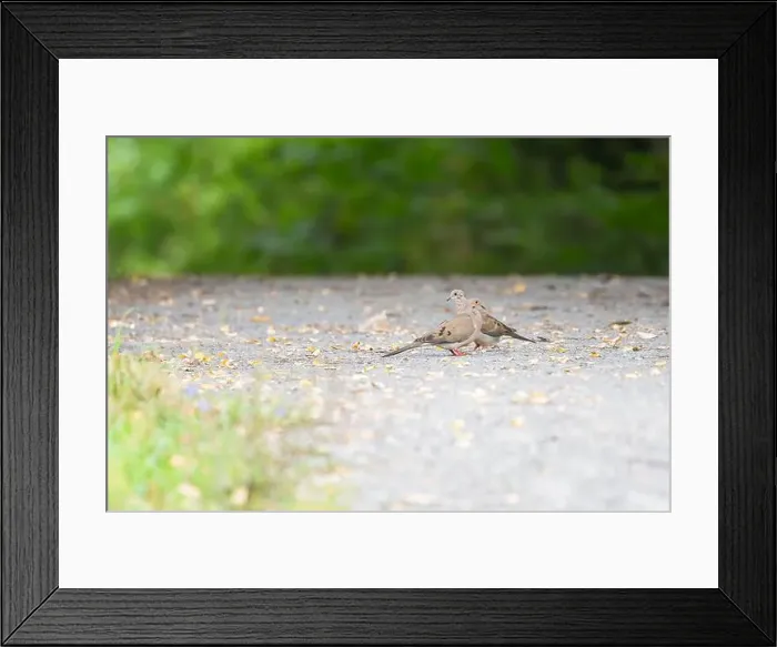Framed Print : The pair of the mourning doves (Zenaida macroura) in the Chesapeake and Ohio Canal National Historical Park Framed Print : The pair of the mourning doves (Zenaida macroura) in the Chesapeake and Ohio Canal National Historical Park
