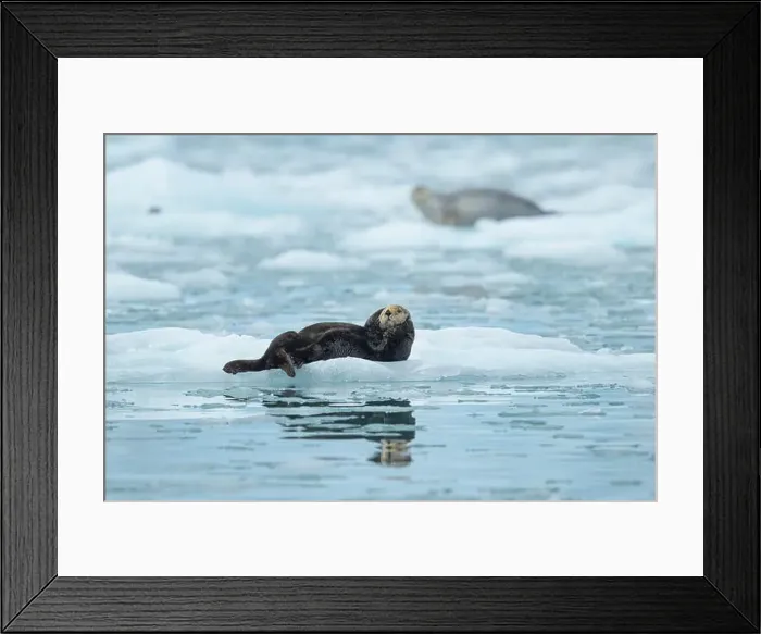 Framed Print : sea otter on ice with seal Framed Print : sea otter on ice with seal