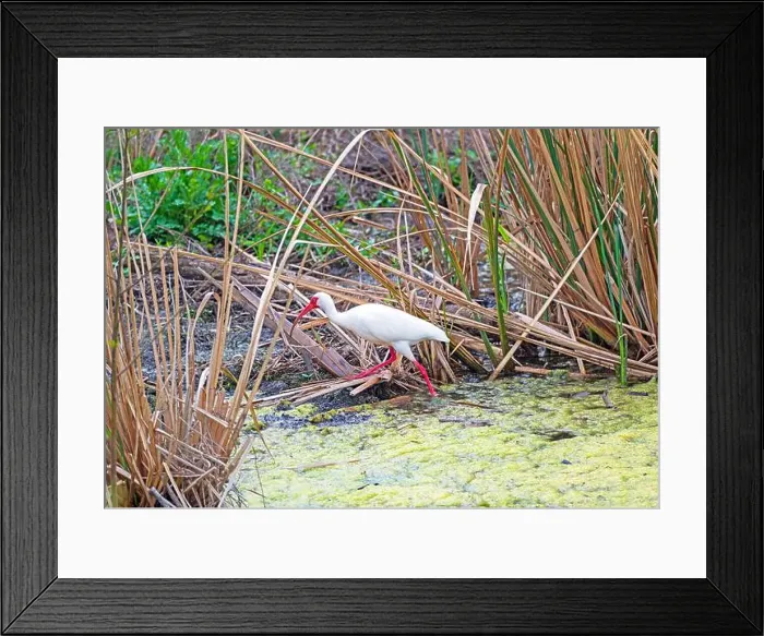 Framed Print : White Ibis Walking Through the Marsh in Brazos Bend State Park in Texas Framed Print : White Ibis Walking Through the Marsh in Brazos Bend State Park in Texas