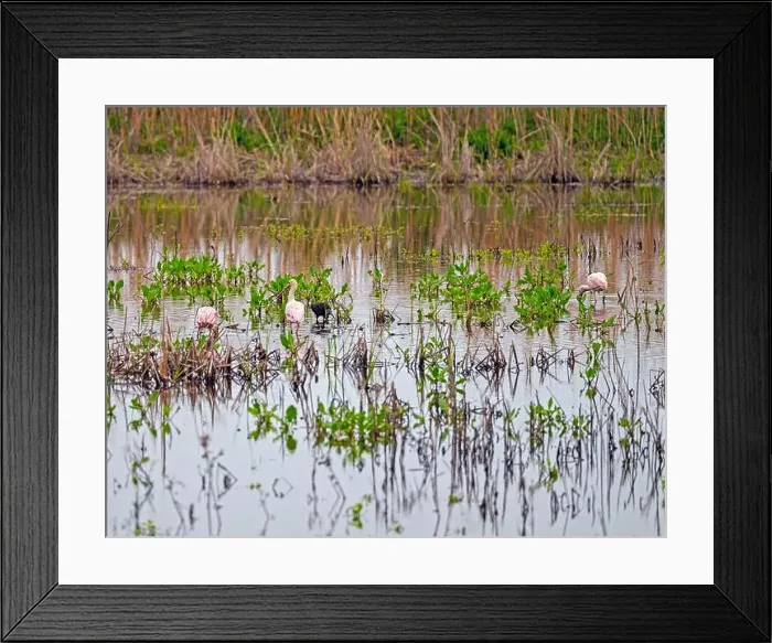 Framed Print : Spoonbills Feeding in a Wildlife Refuge in the Anahuac National Wildlife Refuge in Texas Framed Print : Spoonbills Feeding in a Wildlife Refuge in the Anahuac National Wildlife Refuge in Texas