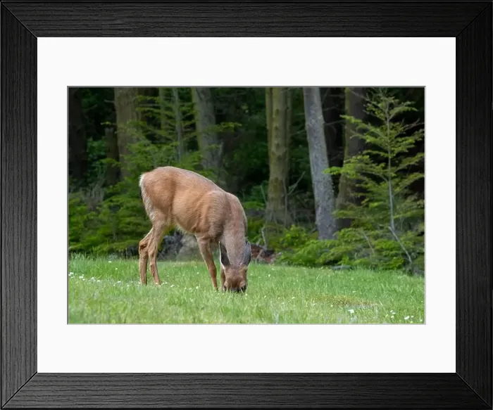 Framed Print : Fort Ebey State Park, Washington, USA. Black-tailed deer doe eating grass in a meadow near the forest Framed Print : Fort Ebey State Park, Washington, USA. Black-tailed deer doe eating grass in a meadow near the forest