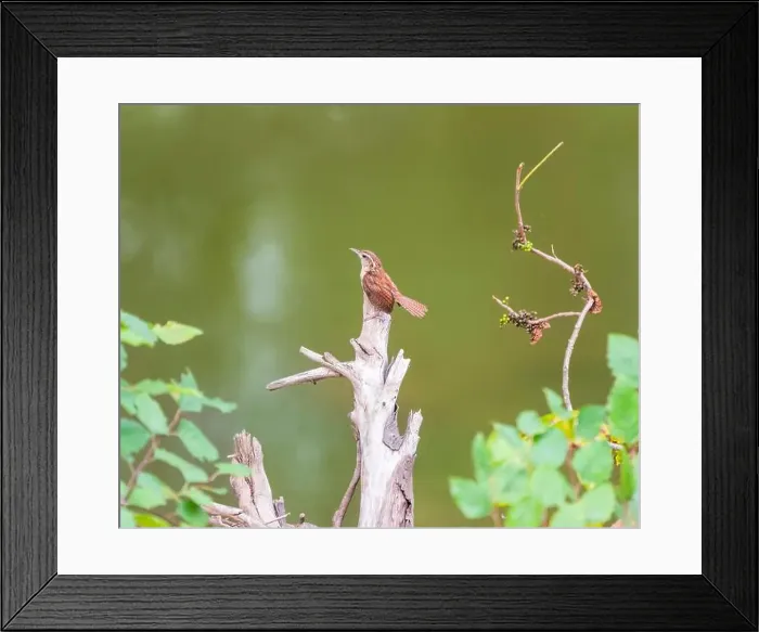 Framed Print : Carolina wren (Thryothorus ludovicianus) sitting on a dead tree branch Framed Print : Carolina wren (Thryothorus ludovicianus) sitting on a dead tree branch