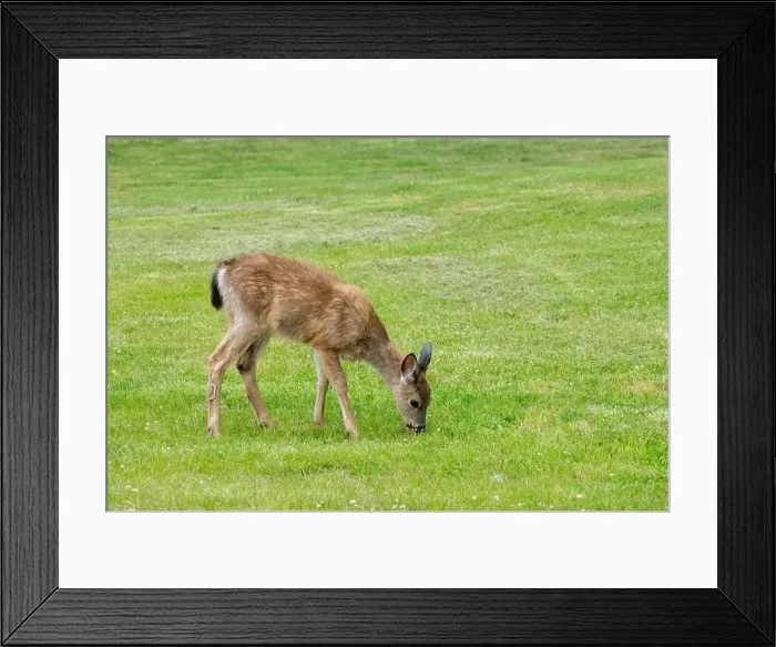 Framed Print : Fort Ebey State Park, Washington, USA. Black-tailed deer doe grazing on grass Framed Print : Fort Ebey State Park, Washington, USA. Black-tailed deer doe grazing on grass