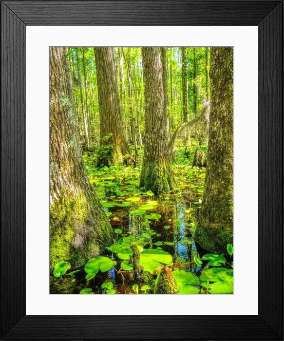 Framed Print : Swamp along Grand Bay Boardwalk in the Grand Bay Wildlife Management Area in Valdosta Georgis USA Framed Print : Swamp along Grand Bay Boardwalk in the Grand Bay Wildlife Management Area in Valdosta Georgis USA