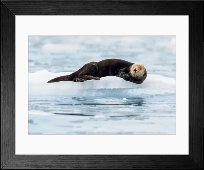 Framed Print : northern sea otter in Alaska laying on small iceberg Framed Print : northern sea otter in Alaska laying on small iceberg