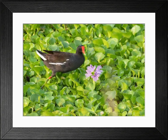 Framed Print : The purple gallinule feeding in the water hyacinth field at Brazos Bend State Park, Texas, USA Framed Print : The purple gallinule feeding in the water hyacinth field at Brazos Bend State Park, Texas, USA