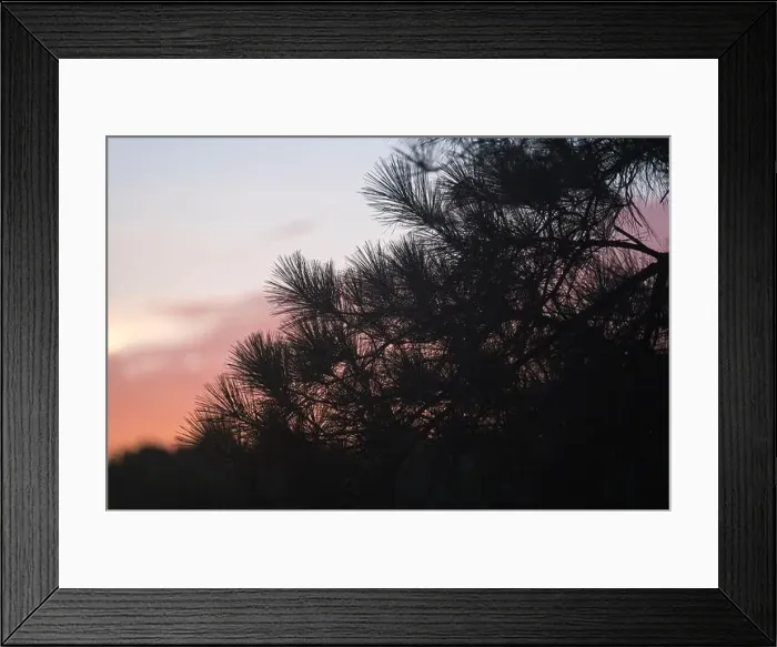Framed Print : Longleaf pine (Pinus palustris) forest at sunset, North Carolina, United States Framed Print : Longleaf pine (Pinus palustris) forest at sunset, North Carolina, United States