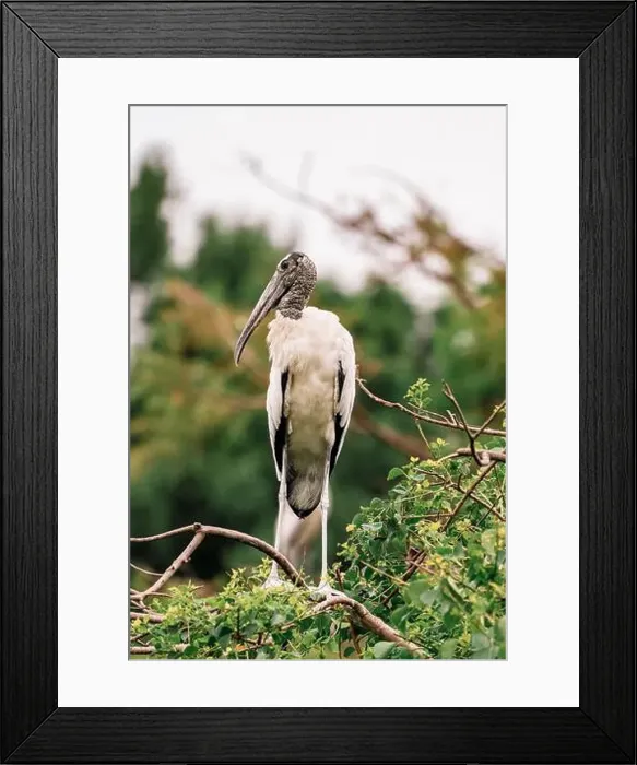 Framed Print : Wood Stork in the wetlands Framed Print : Wood Stork in the wetlands
